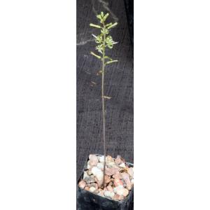 Drimia haworthioides 2-inch pots