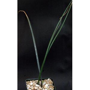Drimia sp. (Namibia) 5-inch pots