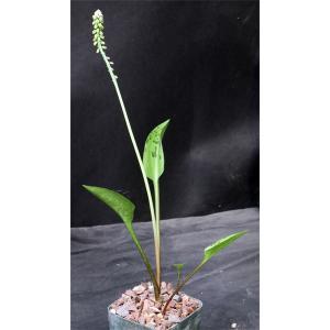 Drimiopsis maculata 4-inch pots