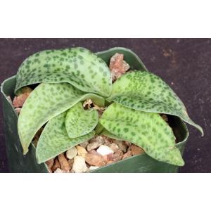 Drimiopsis botryoides 4-inch pots
