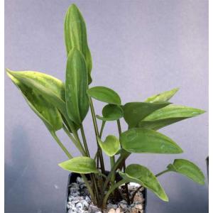 Drimiopsis maculata 3-inch pots