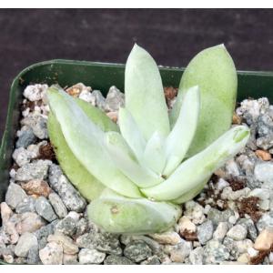 Dudleya pachyphytum 4-inch pots