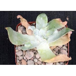 Dudleya pulverulenta 4-inch pots