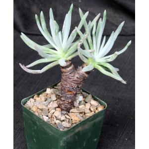 Dudleya attenuata ssp. orcuttii 4-inch pots
