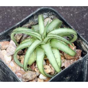 Dyckia rariflora 2-inch pots