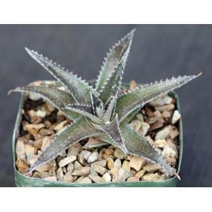 Dyckia cv Deep Purple & Silver 5-inch pots
