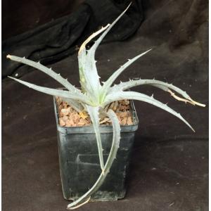 Dyckia floribunda cv La Rioja 5-inch pots