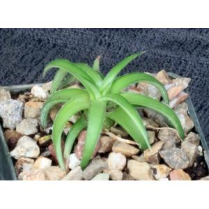 Dyckia rariflora 3-inch pots