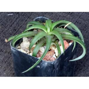 Dyckia rariflora 2-inch pots