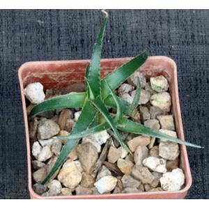 Dyckia remotiflora 3-inch pots