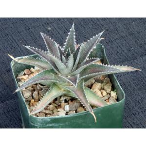 Dyckia cv Deep Purple & Silver 5-inch pots
