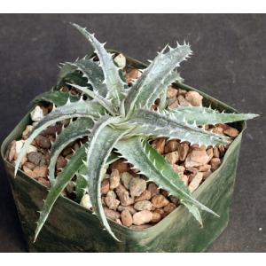 Dyckia fosteriana 5-inch pots