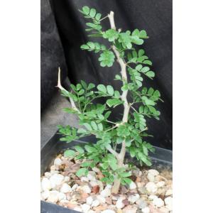 Ebenopsis ebano one-gallon pots