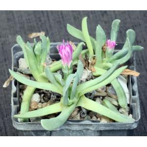 Ebracteola wilmaniae 4-inch pots