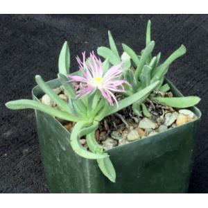 Ebracteola wilmaniae 4-inch pots