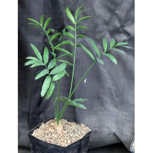 Encephalartos manikensis one-gallon pots