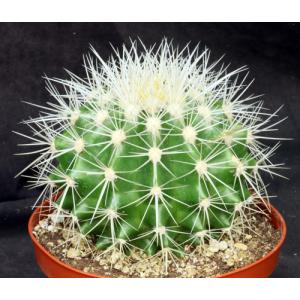 Echinocactus grusonii (white) 6-inch pots