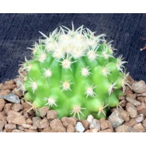 Echinocactus grusonii var. brevispinus (yellow) 5-inch pots