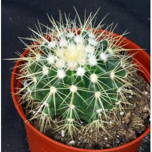 Echinocactus grusonii (white) 8-inch pots