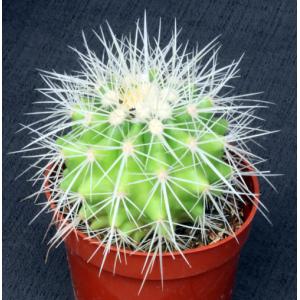 Echinocactus grusonii (white) 5-inch pots