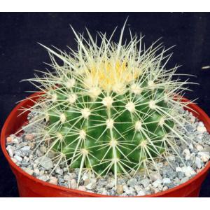 Echinocactus grusonii 6-inch pots
