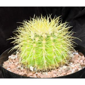 Echinocactus grusonii 8-inch pots