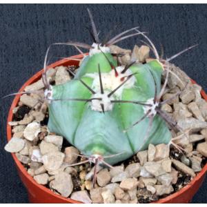 Echinocactus platyacanthus 5-inch pots