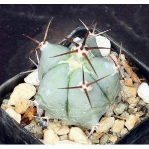 Echinocactus platyacanthus 2-inch pots