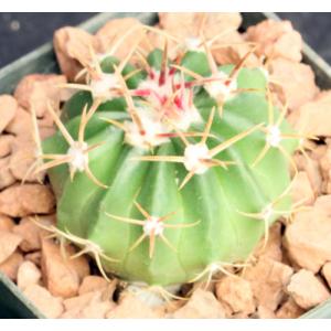 Echinocactus texensis 3-inch pots