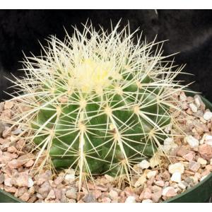 Echinocactus grusonii (white) 8-inch pots