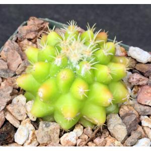 Echinocactus grusonii var. brevispinus (yellow) 4-inch pots