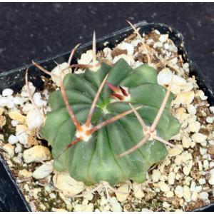 Echinocactus texensis 2-inch pots