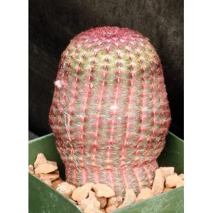 Echinocereus pectinatus 4-inch pots