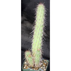 Echinocereus brandegeei 4-inch pots