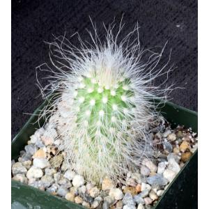 Echinocereus delaetii 4-inch pots