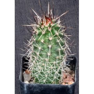 Echinocereus engelmannii 2-inch pots