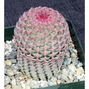 Echinocereus pectinatus (rubra) 4-inch pots