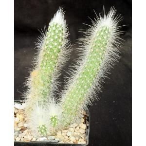 Echinocereus rayonesensis (L1101) 5-inch pots