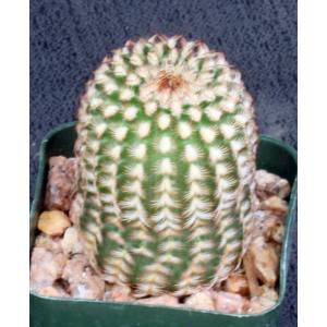 Echinocereus reichenbachii (minor) 2-inch pots