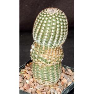 Echinocereus reichenbachii ssp. reichenbachii (minor) 5-inch pot