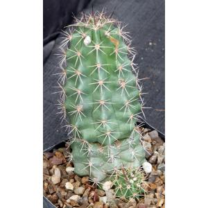 Echinocereus roemeri one-gallon pots