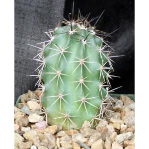 Echinocereus roemeri 5-inch pots