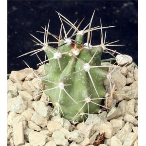 Echinocereus triglochidiatus 4-inch pots