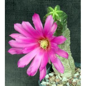 Echinocereus viereckii ssp. morricalii 5-inch pots