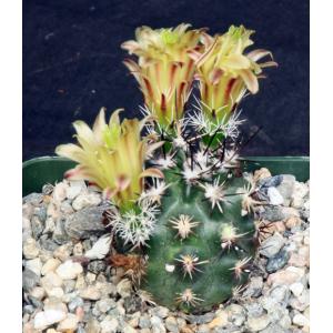 Echinocereus viridiflorus ssp. davisii 4-inch pots