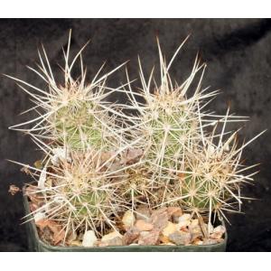Echinocereus barthelowanus (LBR 72-119) 5-inch pots