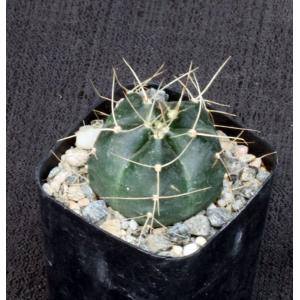 Echinocereus knippelianus 2-inch pots