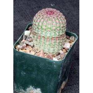 Echinocereus pectinatus 3-inch pots