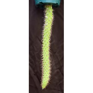 Echinocereus pencilis 8-inch pots