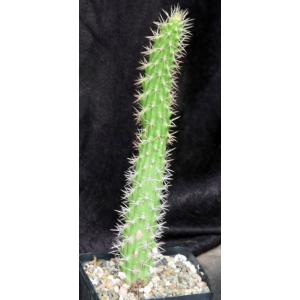 Echinocereus pencilis one-gallon pots